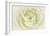 White Persian Buttercup-Cora Niele-Framed Photographic Print
