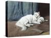 White Persian Cat with Her Kittens-Arthur Heyer-Stretched Canvas