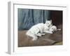 White Persian Cat with Her Kittens-Arthur Heyer-Framed Giclee Print