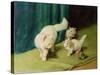 White Persian Cat with Two Kittens-Arthur Heyer-Stretched Canvas