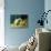 White Persian Cat with Two Kittens-Arthur Heyer-Giclee Print displayed on a wall