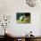 White Persian Cat with Two Kittens-Arthur Heyer-Giclee Print displayed on a wall