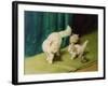 White Persian Cat with Two Kittens-Arthur Heyer-Framed Giclee Print