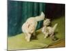 White Persian Cat with Two Kittens-Arthur Heyer-Mounted Giclee Print