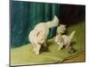 White Persian Cat with Two Kittens-Arthur Heyer-Mounted Giclee Print