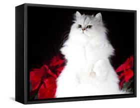 White Persian Cat-Lynn M^ Stone-Framed Stretched Canvas