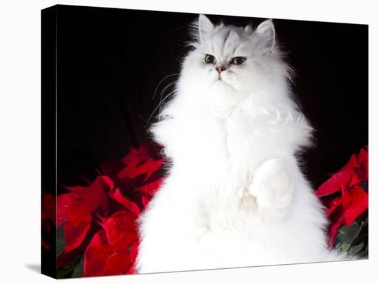 White Persian Cat-Lynn M^ Stone-Stretched Canvas