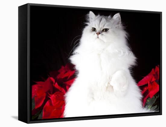 White Persian Cat-Lynn M^ Stone-Framed Stretched Canvas