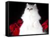 White Persian Cat-Lynn M^ Stone-Framed Stretched Canvas