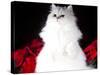 White Persian Cat-Lynn M^ Stone-Stretched Canvas