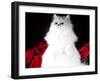 White Persian Cat-Lynn M^ Stone-Framed Photographic Print