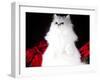 White Persian Cat-Lynn M^ Stone-Framed Photographic Print