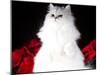 White Persian Cat-Lynn M^ Stone-Mounted Photographic Print