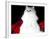 White Persian Cat-Lynn M^ Stone-Framed Photographic Print