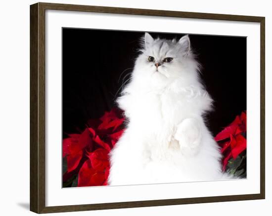 White Persian Cat-Lynn M^ Stone-Framed Photographic Print