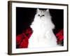 White Persian Cat-Lynn M^ Stone-Framed Photographic Print