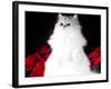 White Persian Cat-Lynn M^ Stone-Framed Photographic Print