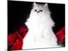 White Persian Cat-Lynn M^ Stone-Mounted Photographic Print