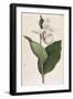 White-Petalled Lady's Slipper-null-Framed Art Print