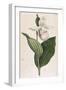 White-Petalled Lady's Slipper-null-Framed Art Print