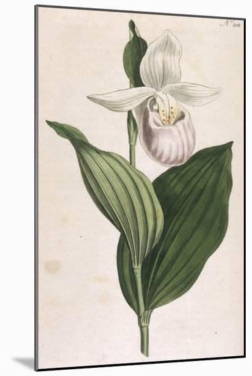 White-Petalled Lady's Slipper-null-Mounted Art Print