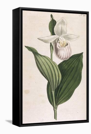 White-Petalled Lady's Slipper-null-Framed Stretched Canvas