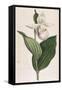 White-Petalled Lady's Slipper-null-Framed Stretched Canvas
