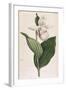 White-Petalled Lady's Slipper-null-Framed Art Print