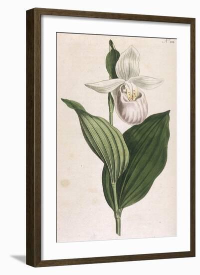 White-Petalled Lady's Slipper-null-Framed Art Print