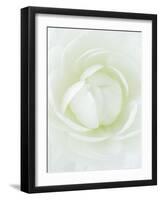 White Petals of Flower-Clive Nichols-Framed Photographic Print