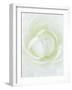 White Petals of Flower-Clive Nichols-Framed Photographic Print