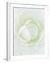 White Petals of Flower-Clive Nichols-Framed Photographic Print