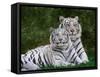 White Phase of the Bengal Tiger-Adam Jones-Framed Stretched Canvas