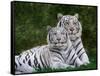 White Phase of the Bengal Tiger-Adam Jones-Framed Stretched Canvas