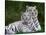 White Phase of the Bengal Tiger-Adam Jones-Stretched Canvas