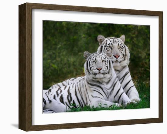 White Phase of the Bengal Tiger-Adam Jones-Framed Premium Photographic Print