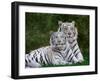 White Phase of the Bengal Tiger-Adam Jones-Framed Premium Photographic Print