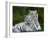 White Phase of the Bengal Tiger-Adam Jones-Framed Premium Photographic Print