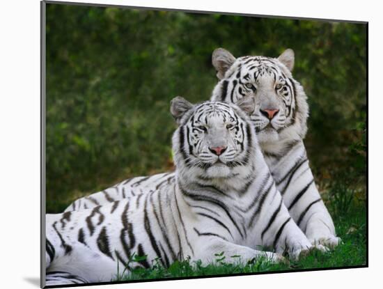 White Phase of the Bengal Tiger-Adam Jones-Mounted Premium Photographic Print