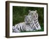 White Phase of the Bengal Tiger-Adam Jones-Framed Photographic Print