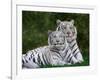 White Phase of the Bengal Tiger-Adam Jones-Framed Photographic Print