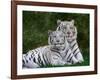 White Phase of the Bengal Tiger-Adam Jones-Framed Photographic Print