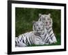 White Phase of the Bengal Tiger-Adam Jones-Framed Photographic Print