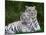 White Phase of the Bengal Tiger-Adam Jones-Mounted Photographic Print