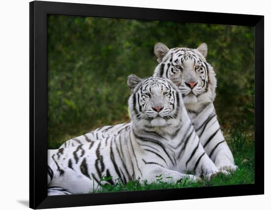 White Phase of the Bengal Tiger-Adam Jones-Framed Photographic Print