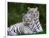 White Phase of the Bengal Tiger-Adam Jones-Framed Photographic Print