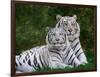 White Phase of the Bengal Tiger-Adam Jones-Framed Photographic Print