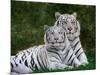 White Phase of the Bengal Tiger-Adam Jones-Mounted Photographic Print