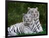 White Phase of the Bengal Tiger-Adam Jones-Framed Photographic Print