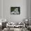 White Phase of the Bengal Tiger-Adam Jones-Photographic Print displayed on a wall